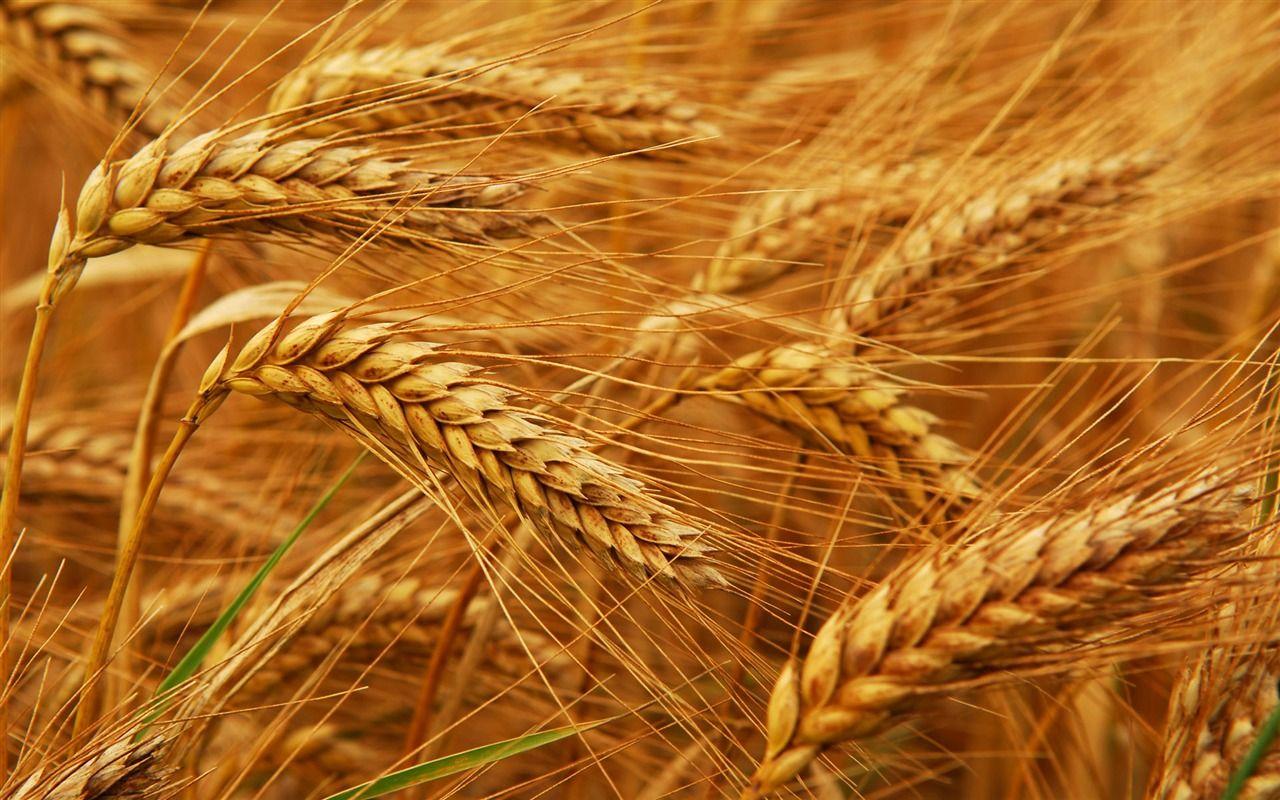 1280x800 Wheat wallpaper (2) Wallpaper Download