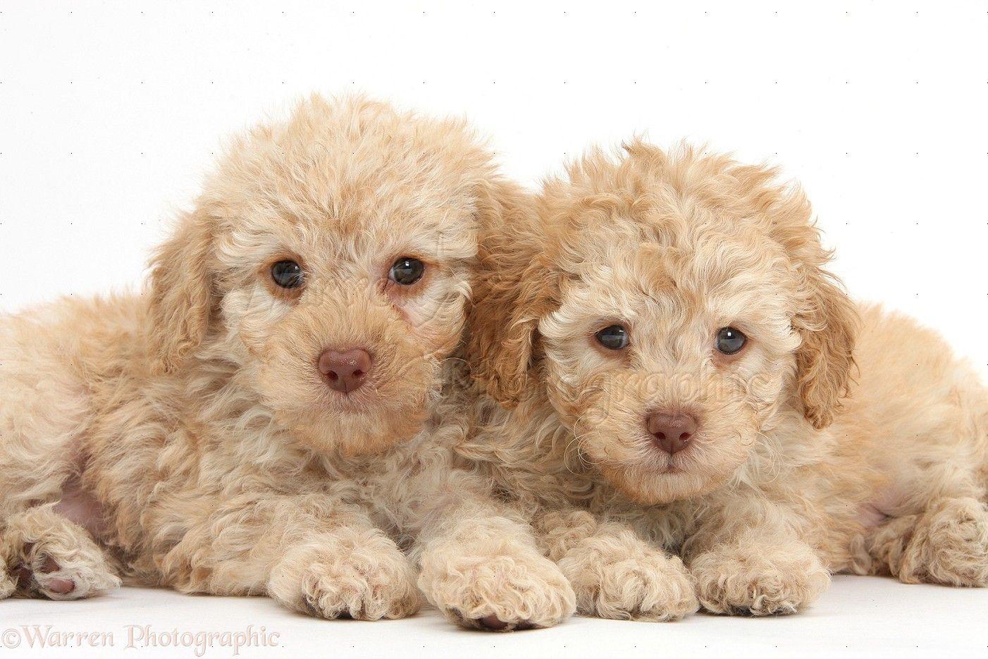 1402x935 Labradoodle Background. Labradoodle