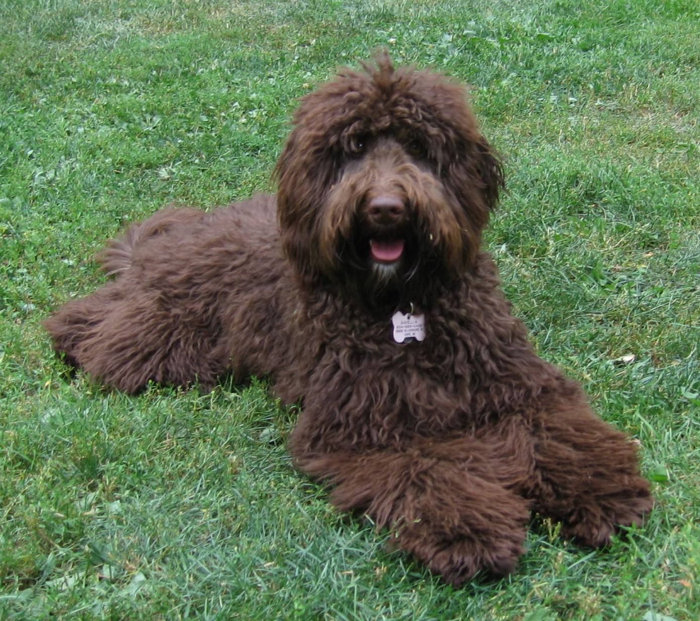 1389x1233 Labradoodle Puppies Image HD. All HD Wallpaper