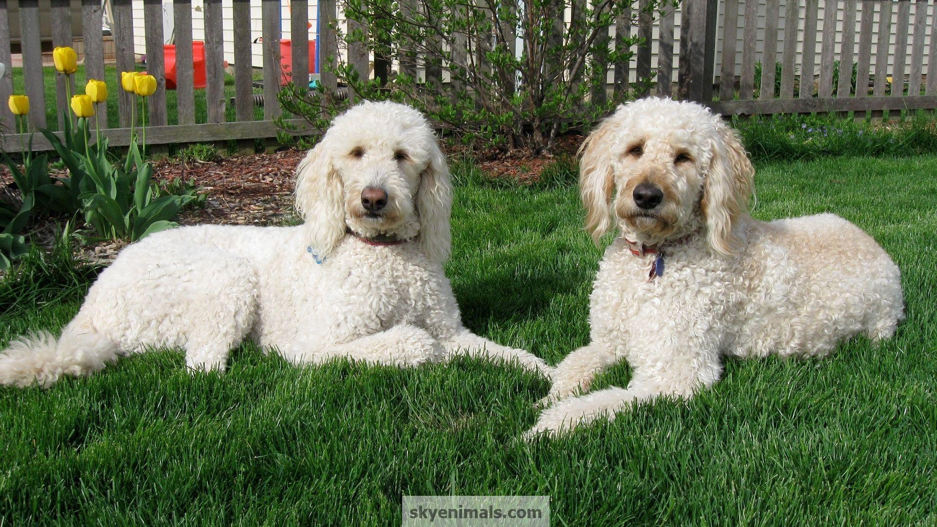 1920x1080 Goldendoodle Wallpaper
