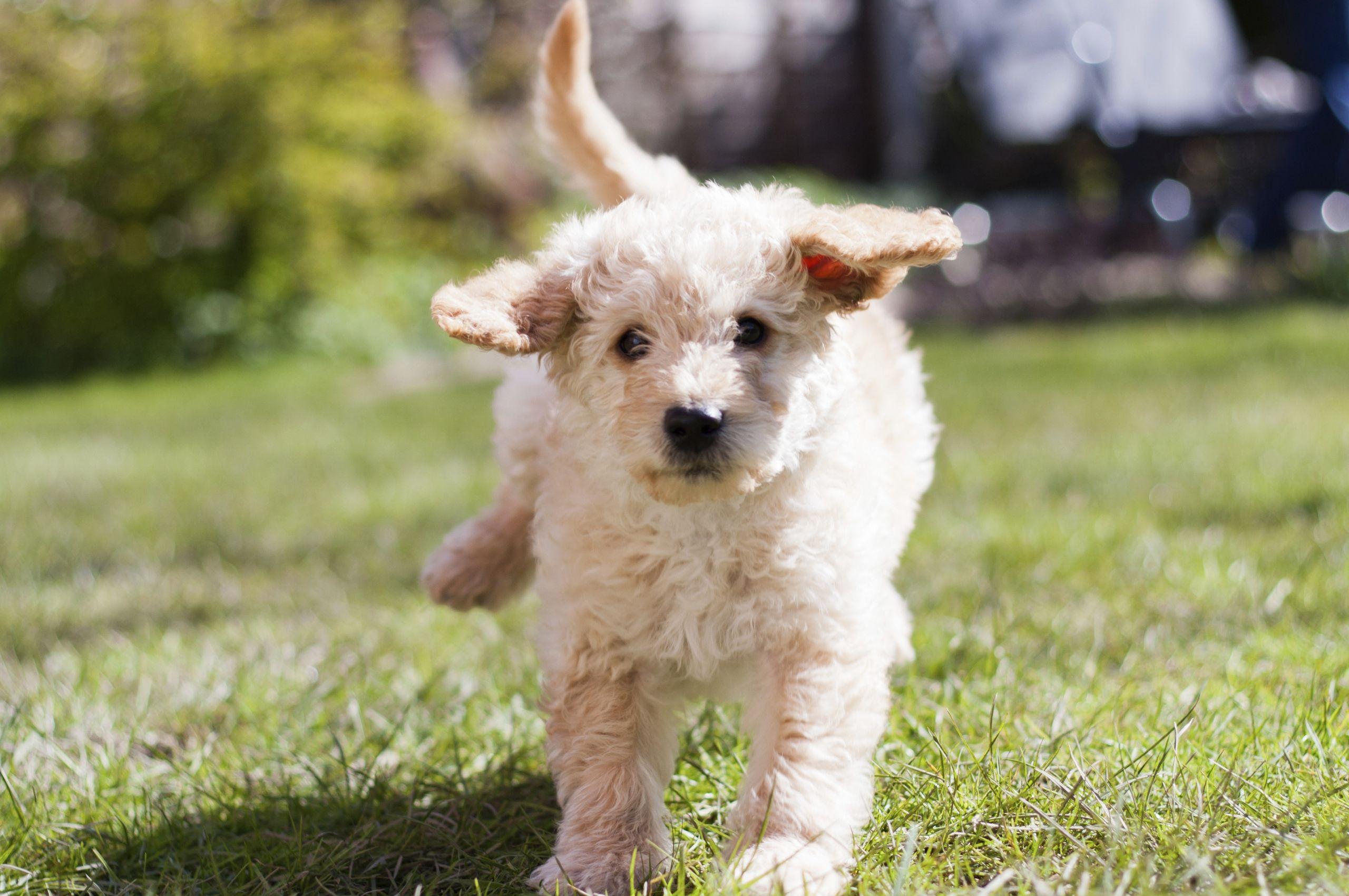 2560x1700 Free download Download wallpaper labradoodle white curly puppy