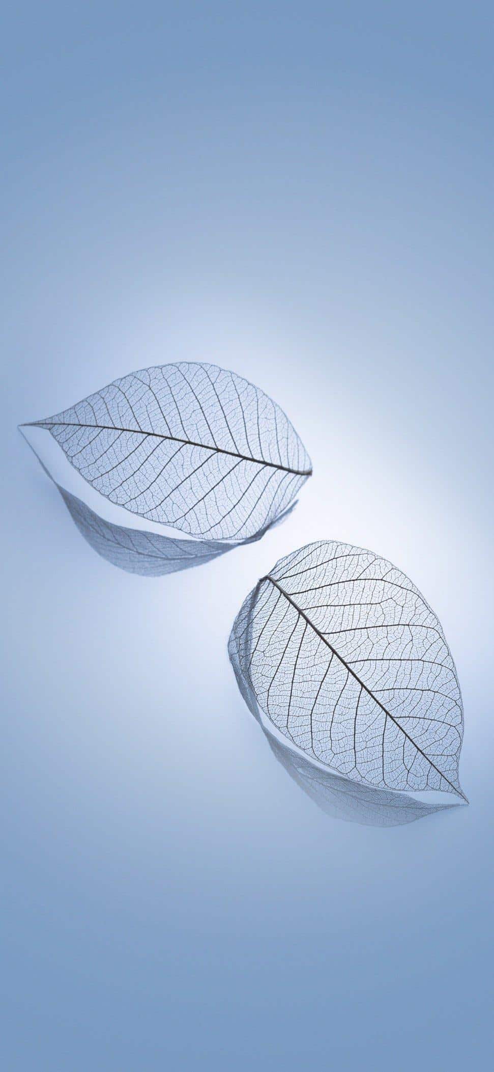 971x2105 Best Xiaomi Wallpaper That You Can Download Now