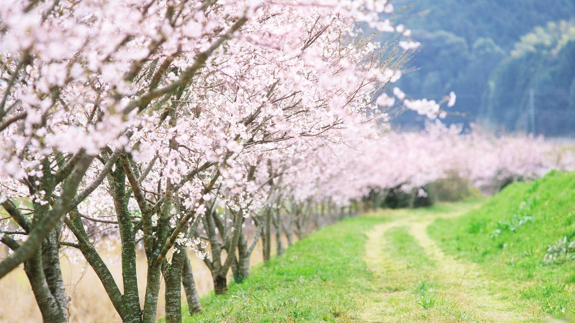 1920x1080 Japanese Cherry Blossom Trees Background Wallpaper Download