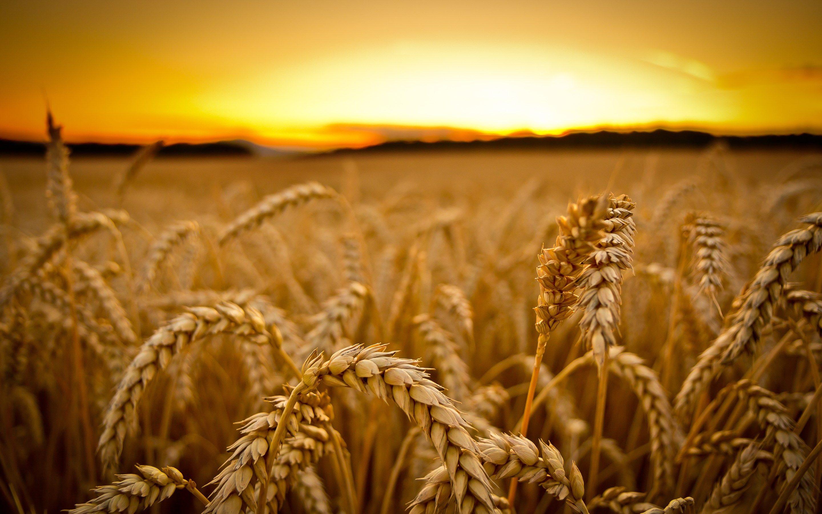 Wheat Wallpapers - Top Free Wheat Backgrounds - WallpaperAccess