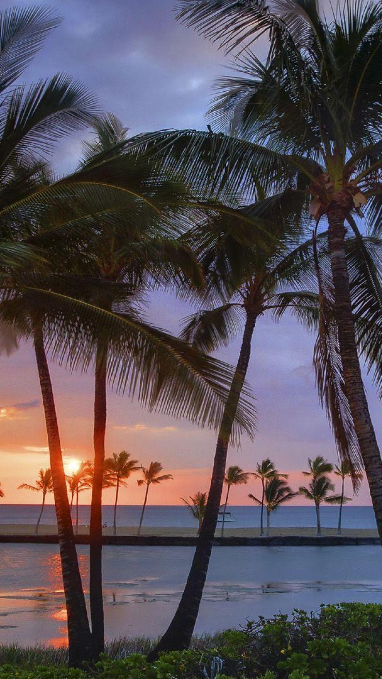Hawaii Palms Iphone Wallpapers Top Free Hawaii Palms Iphone Backgrounds Wallpaperaccess