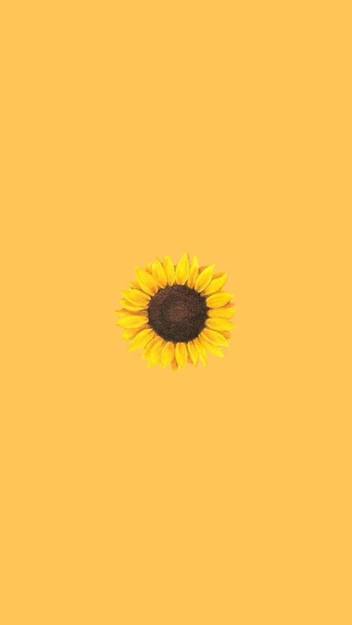 Sunflower Yellow Wallpapers - Top Free Sunflower Yellow Backgrounds -  WallpaperAccess