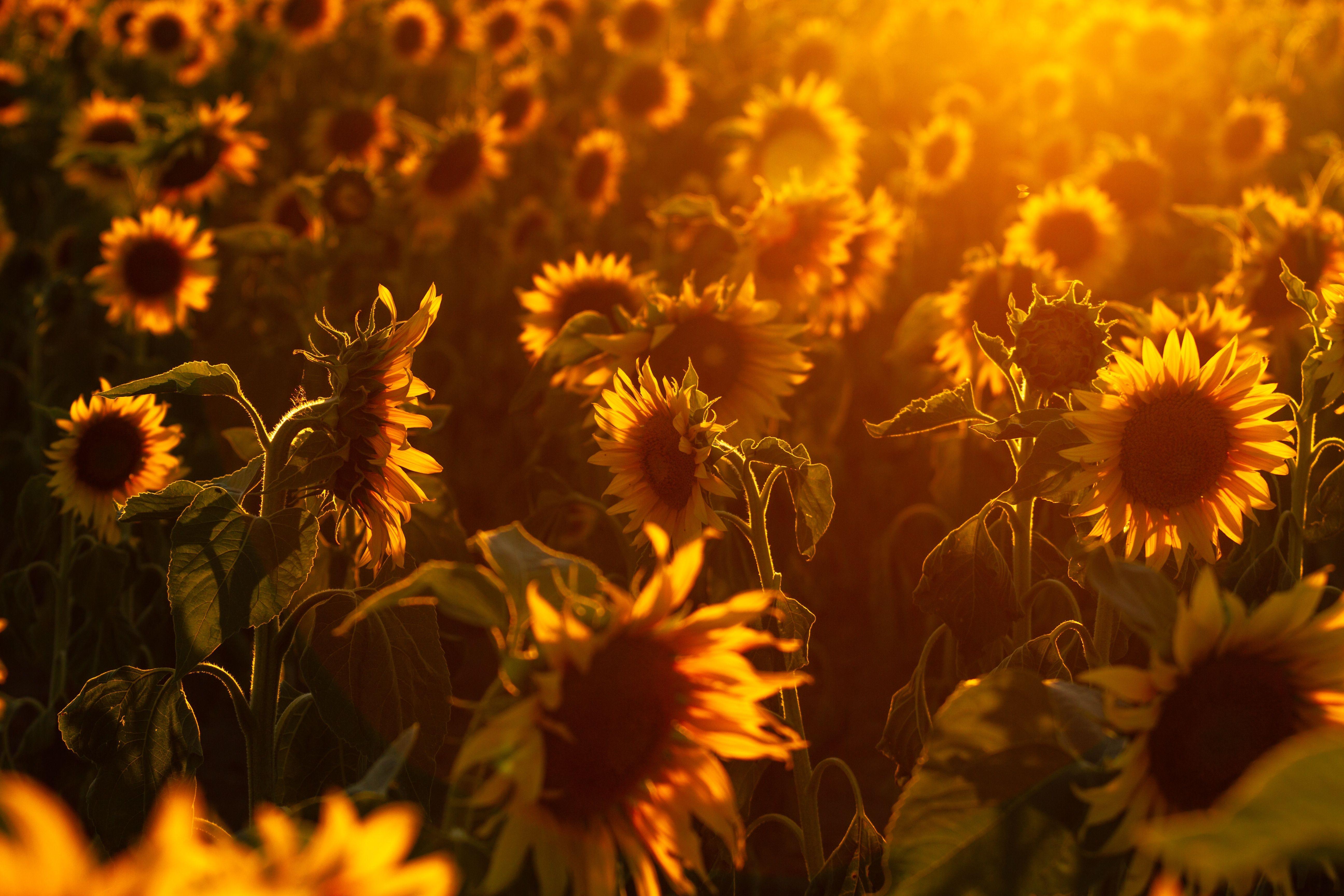 Sunflower Yellow Wallpapers - Top Free Sunflower Yellow Backgrounds