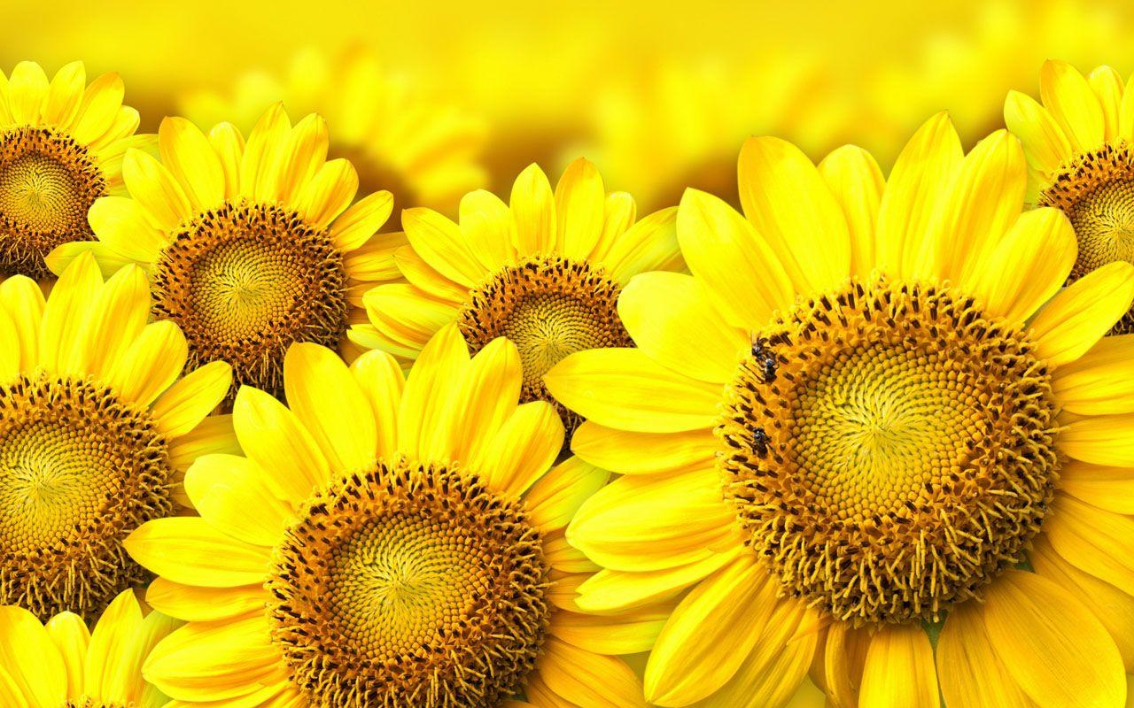 Hình nền máy tính 1280x800 Sunflower Yellow Flower (1280 x 800) - Hoa