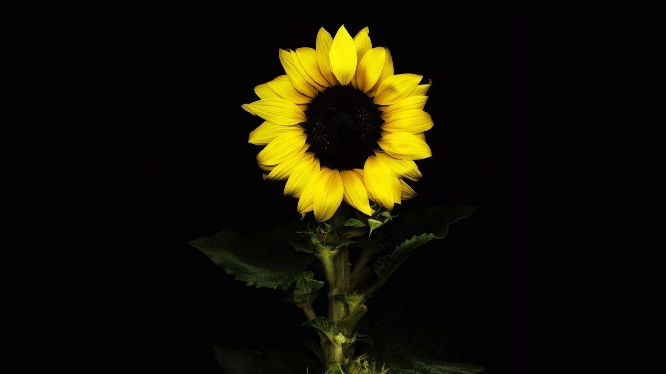 Hình nền 1366x768 One Glow Dark Sunflower Night Black Yellow