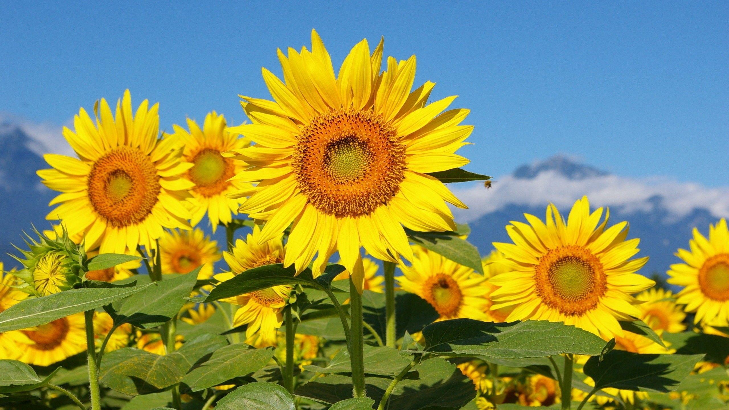 2560x1440 Sunflowers wallpaper wallpaper Collections