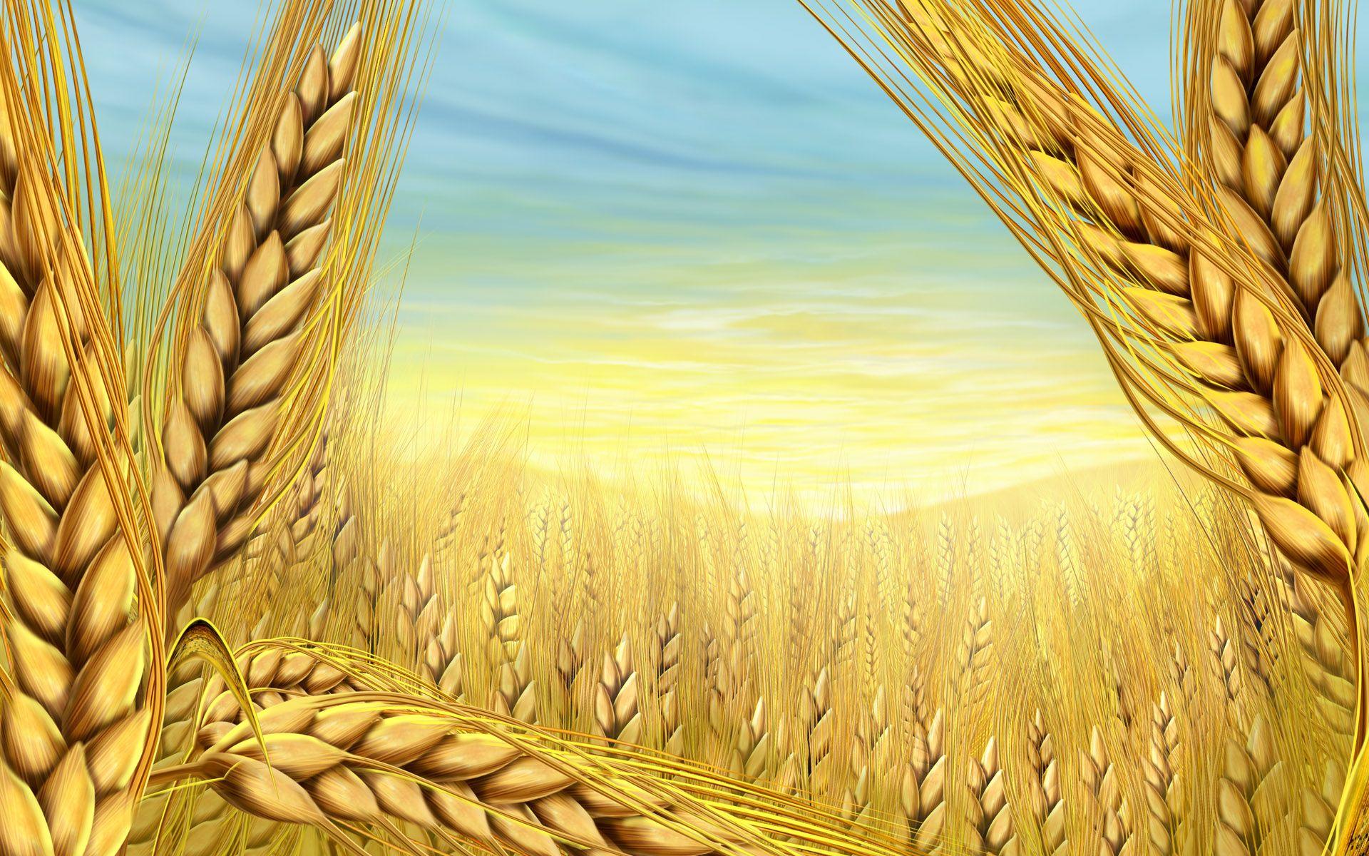 Wheat Wallpapers - Top Free Wheat Backgrounds - WallpaperAccess