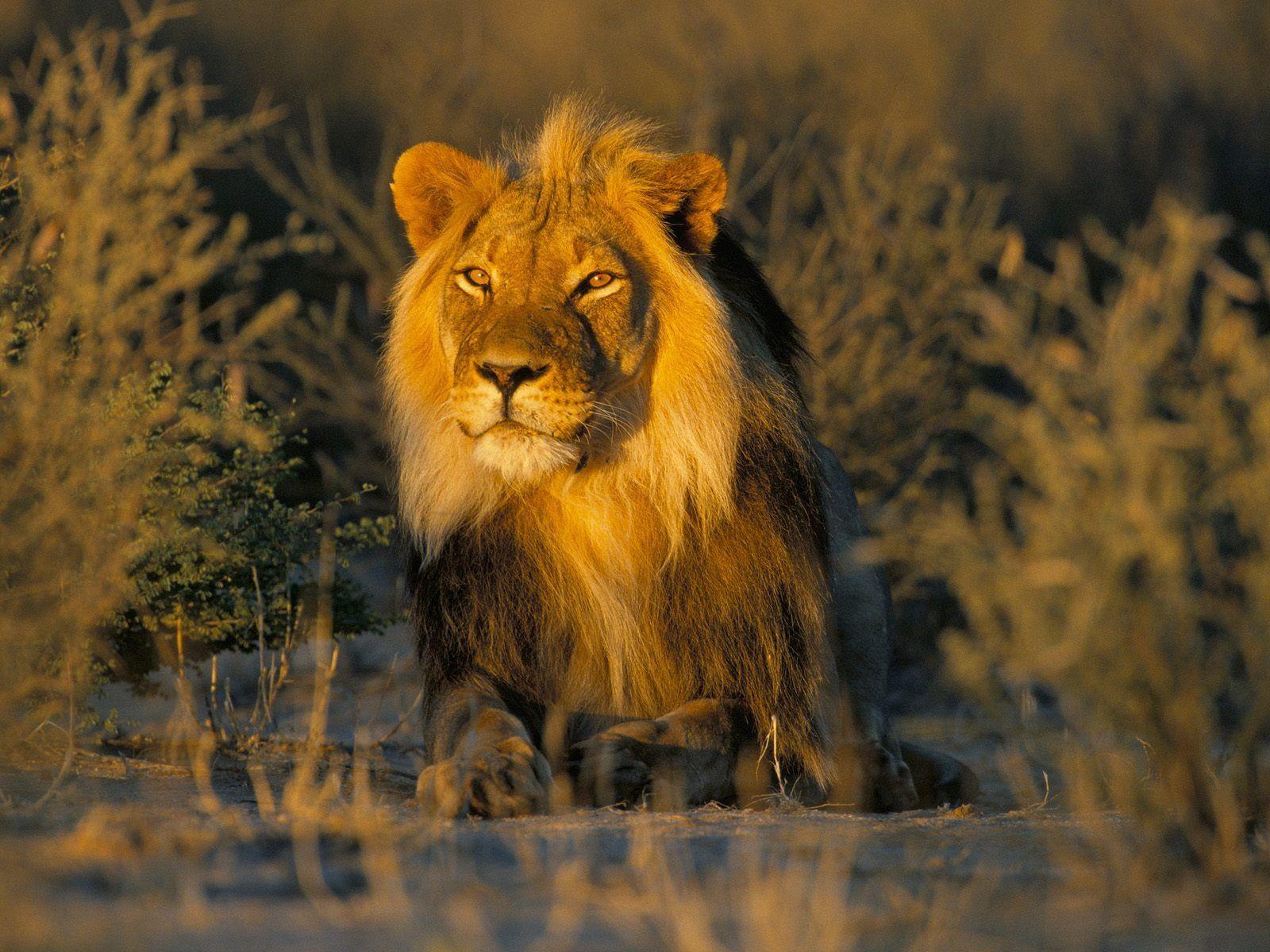 1600x1200 HD Lion Picture Lions Wallpaper