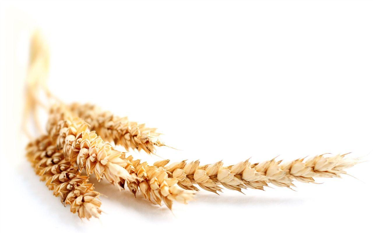 1280x800 Wheat wallpaper (1) Wallpaper Download