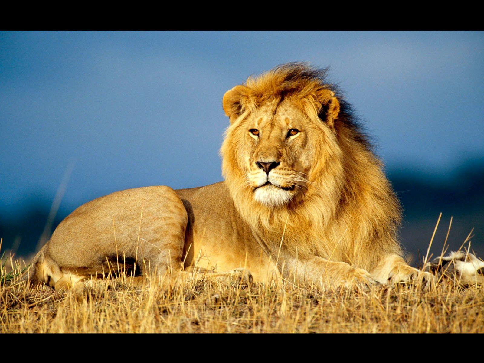 1600x1200 Wallpaper Lions Luxury Lion HD Wallpaper African Lions This Week