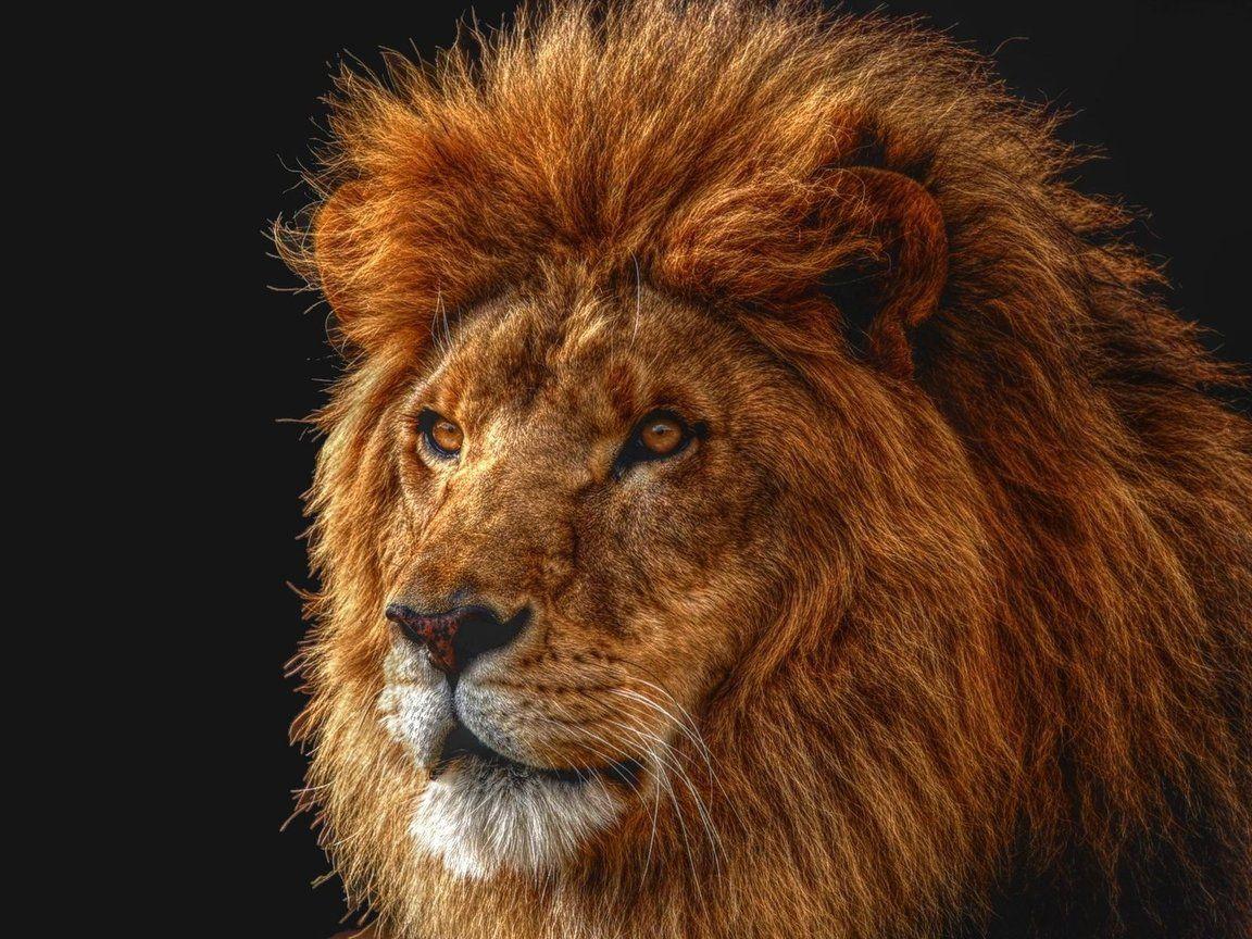 1152x864 Download wallpaper: big lion with, download photo lions, Lions