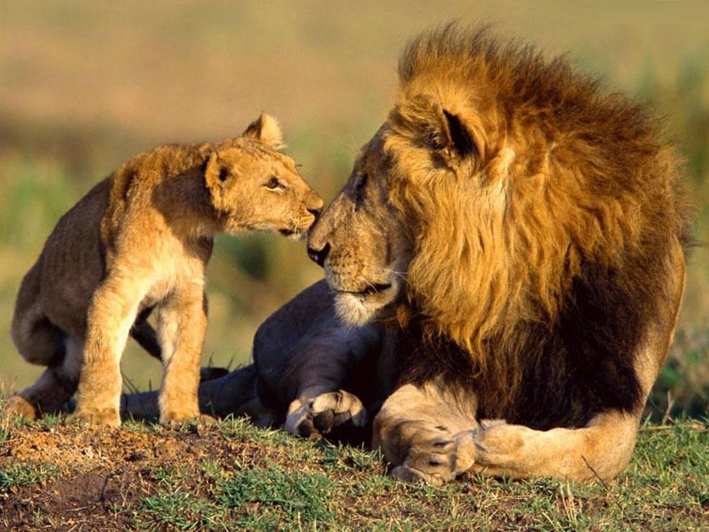 1024x768 Lions Wallpaper