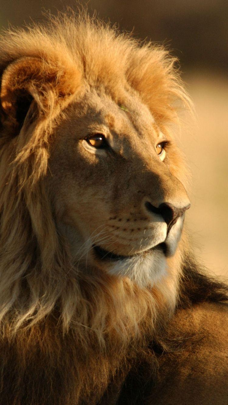 750x1334 Lion Wallpaper HD Resolution On Wallpaper 1080p HD. Lion