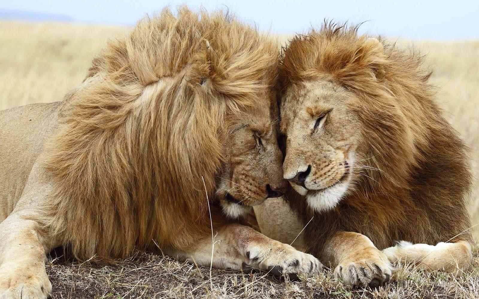 1600x1000 Wallpaper of two cuddling lions. HD Animals Wallpaper