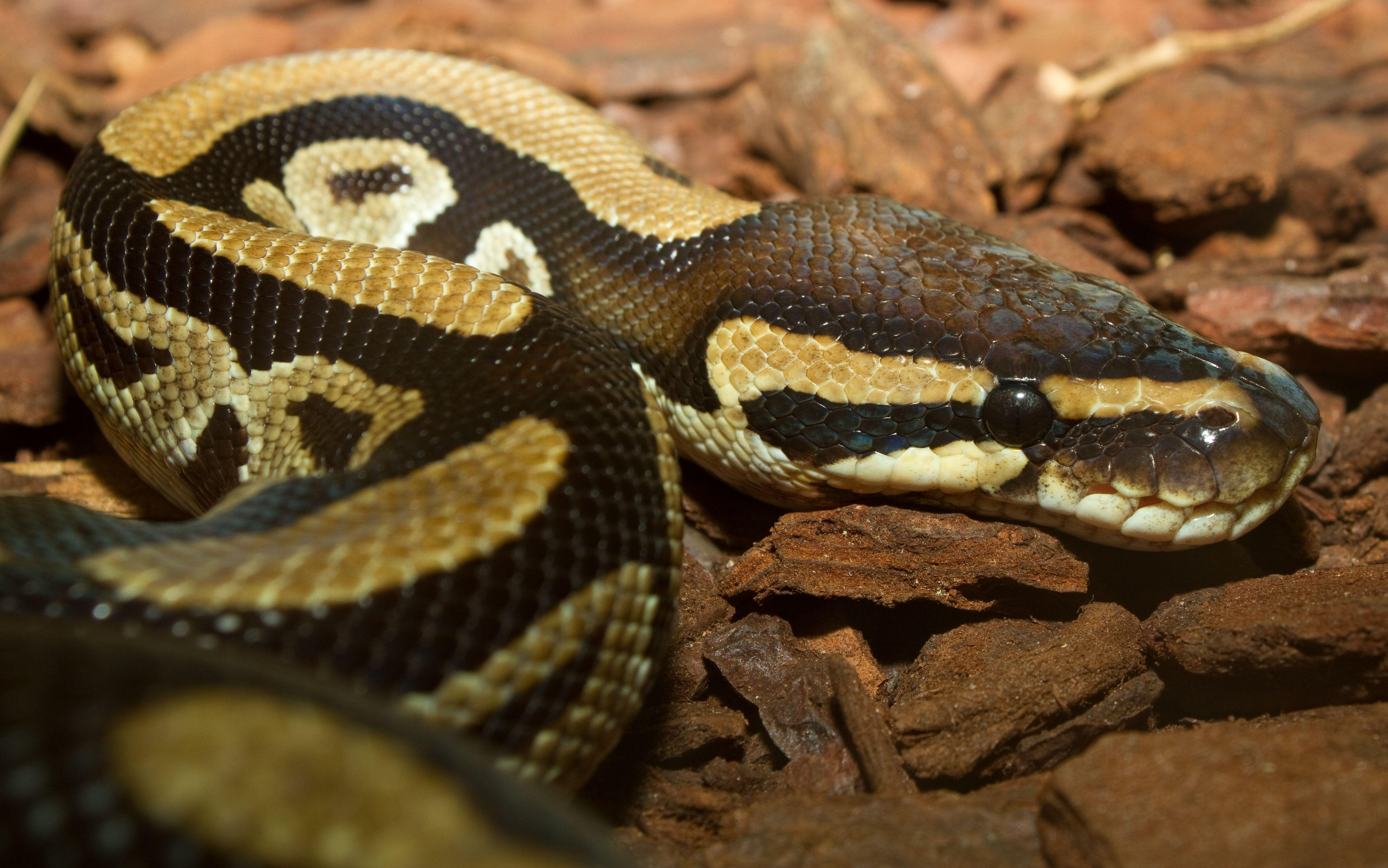 Ball Python Pictures  Download Free Images on Unsplash