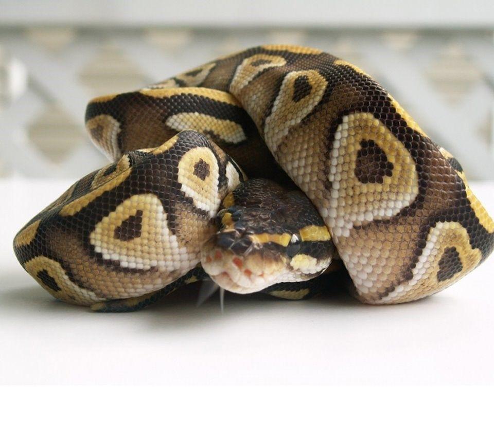 cute ball python with hat
