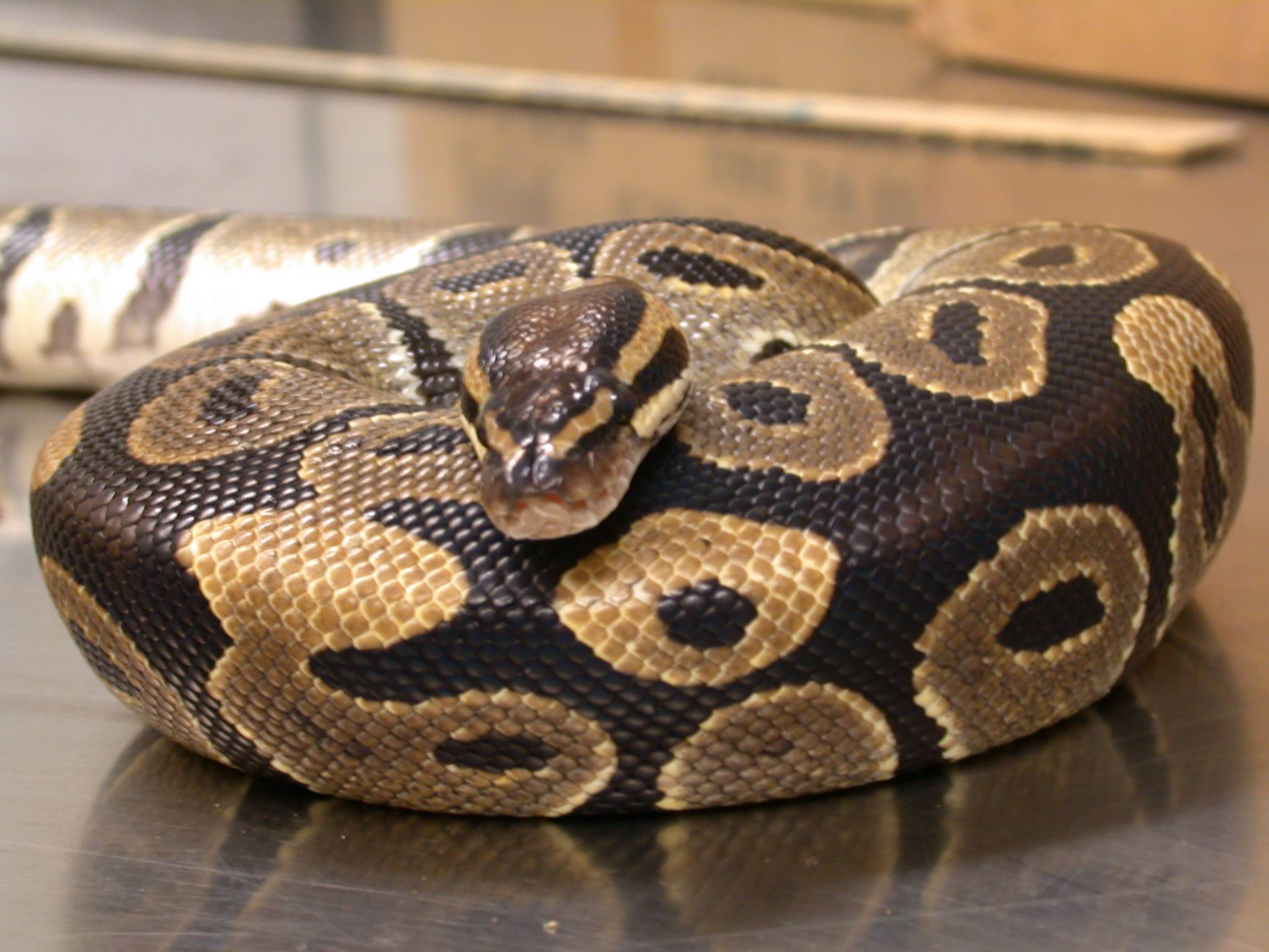HD wallpaper Snake Ball Python Cute constrictor beauty reptile scale   Wallpaper Flare