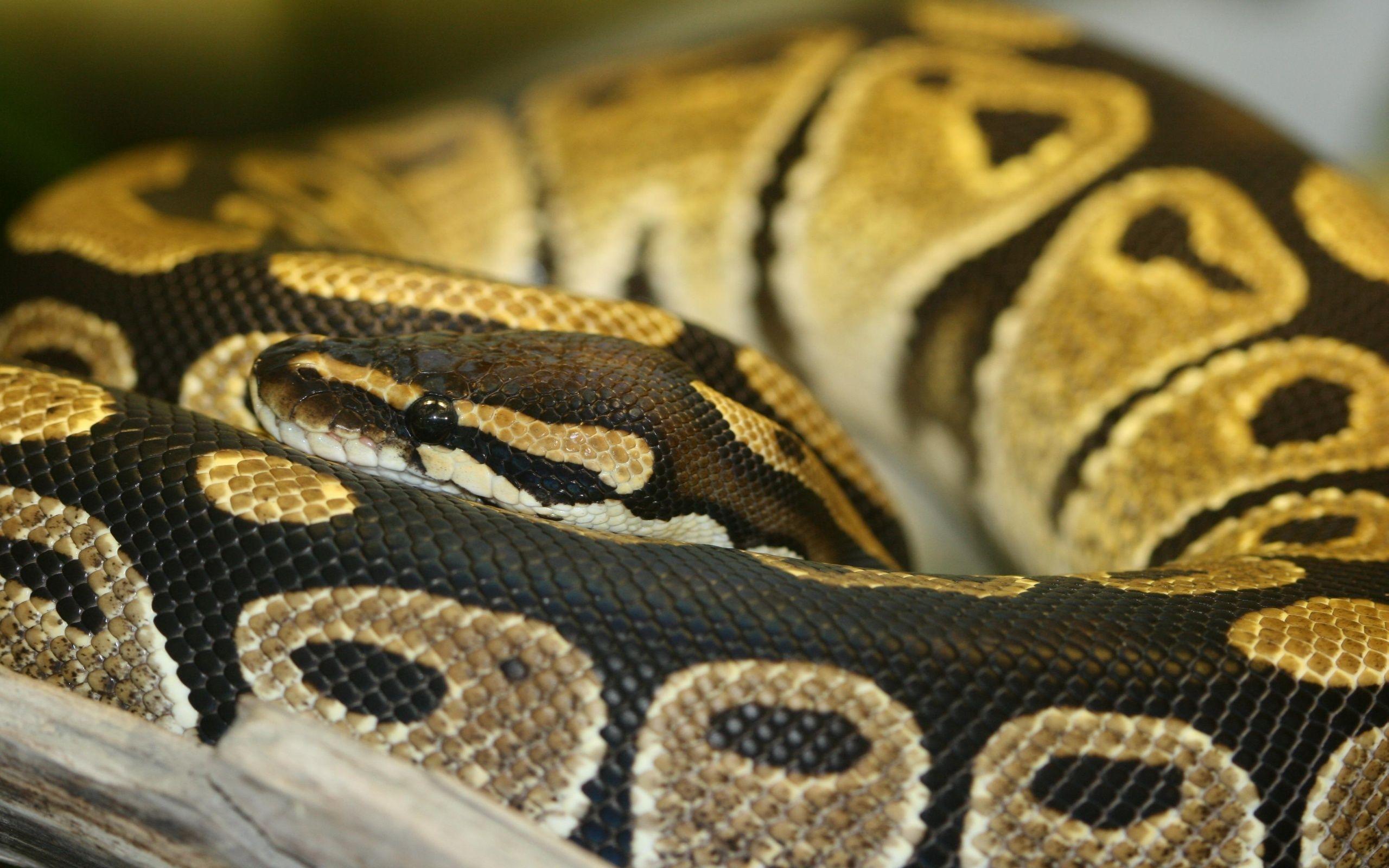 Burmese Python Wallpapers - Top Free Burmese Python Backgrounds