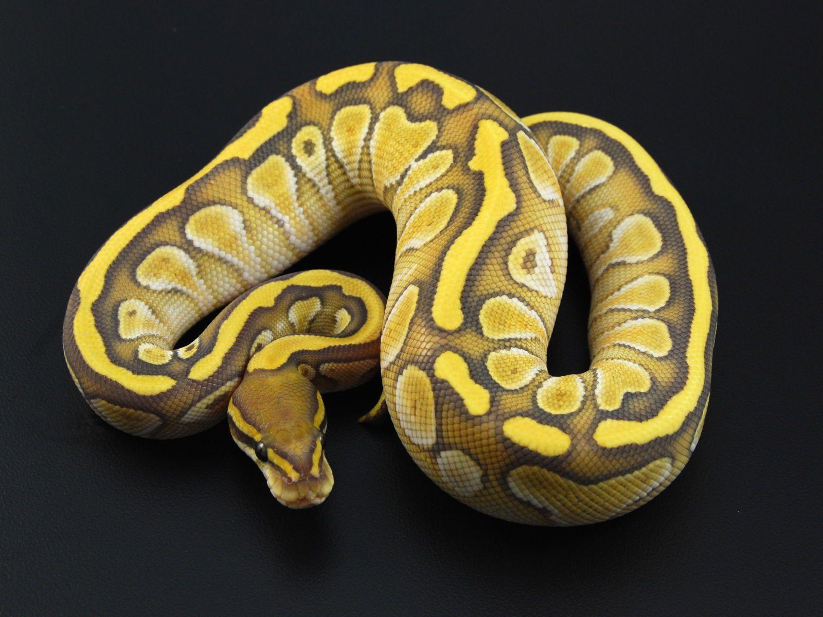 Ball Python Wallpapers - Top Free Ball Python Backgrounds - WallpaperAccess