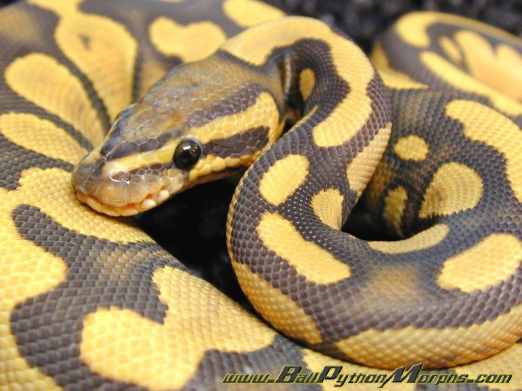 Ball Python Wallpapers - Top Free Ball Python Backgrounds - WallpaperAccess