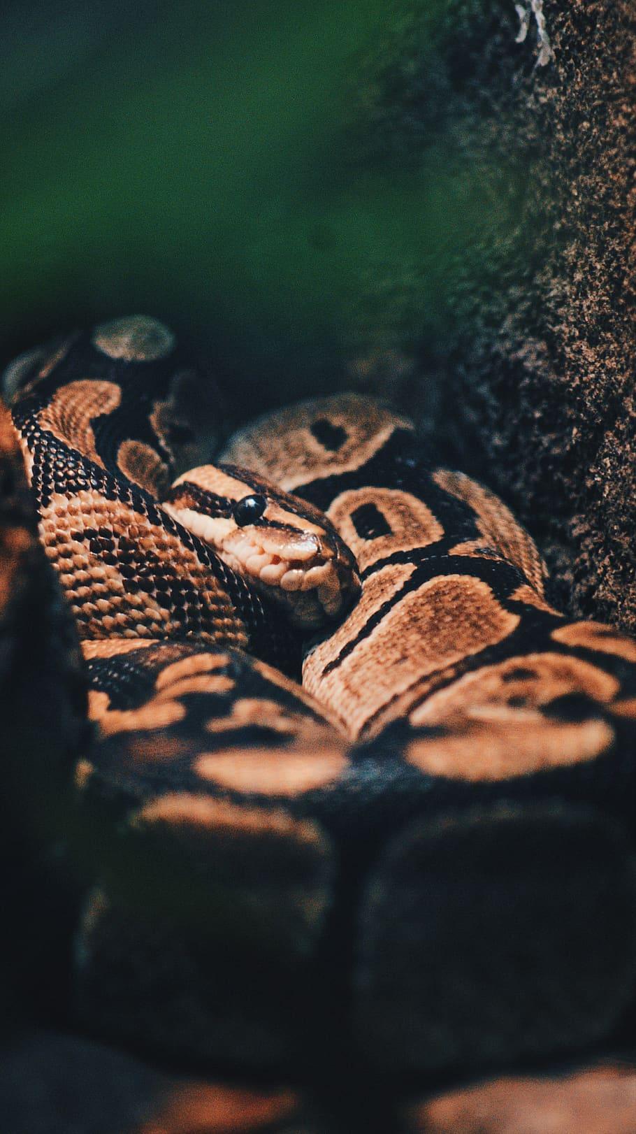 Ball Python Wallpapers Top Free Ball Python Backgrounds WallpaperAccess