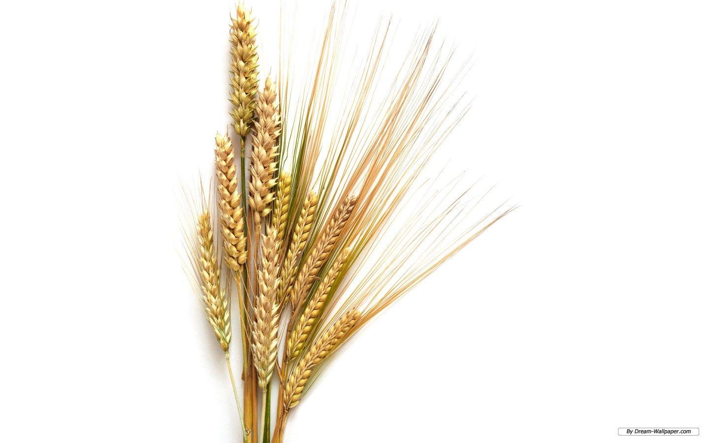 Wheat Wallpapers - Top Free Wheat Backgrounds - WallpaperAccess