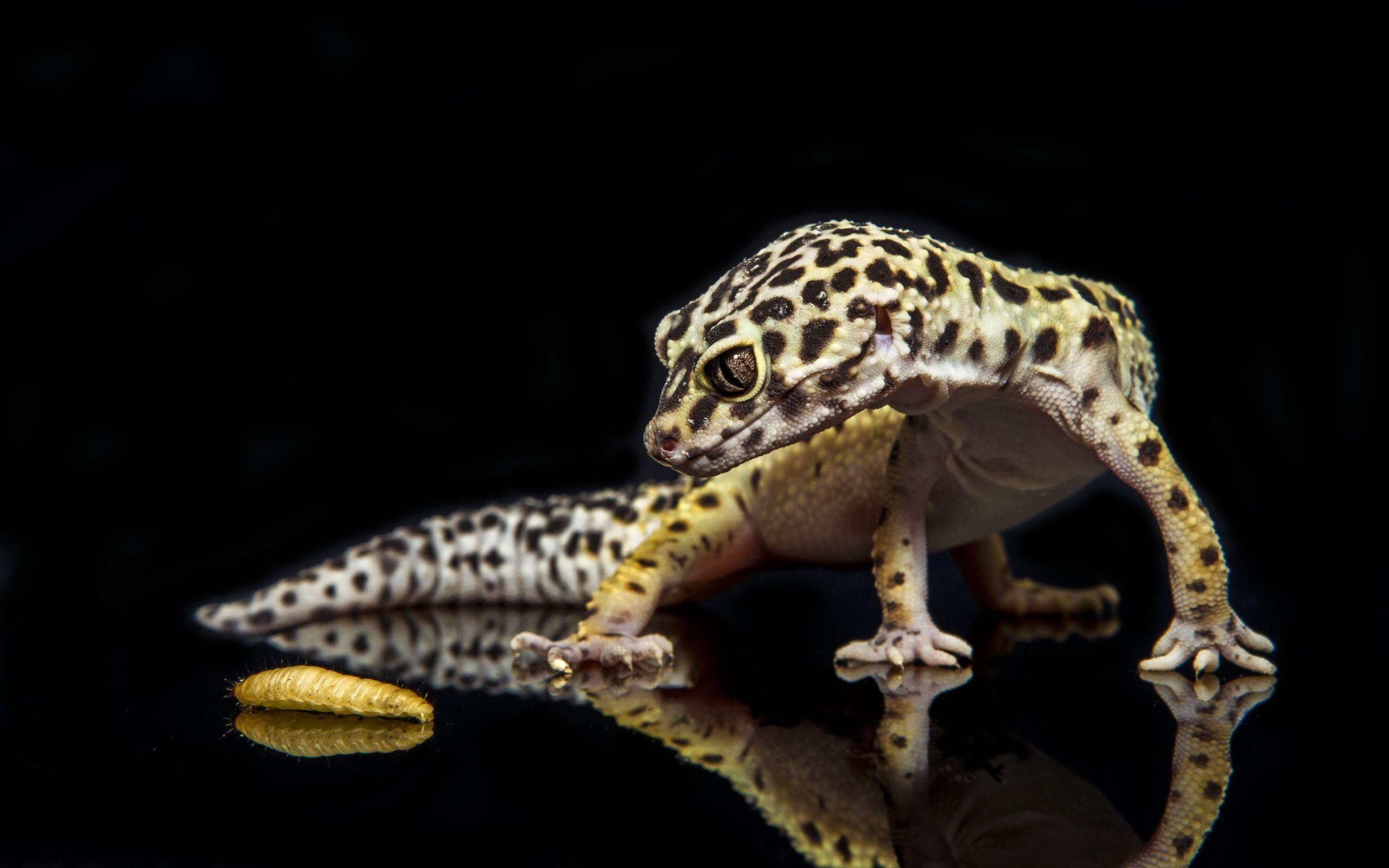 Leopard Gecko Wallpapers Top Free Leopard Gecko Backgrounds Wallpaperaccess