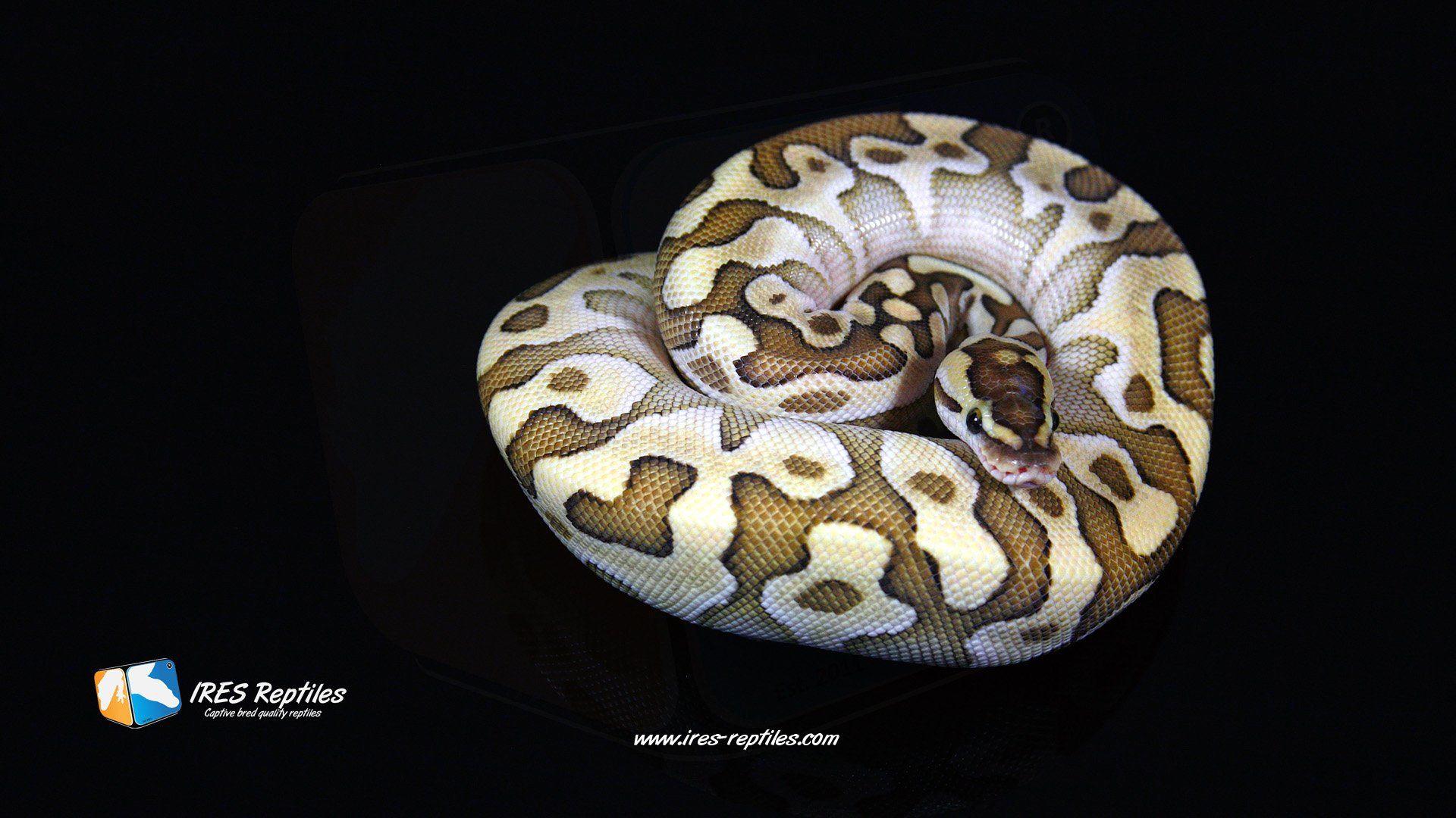 Ball Python Wallpapers Top Free Ball Python Backgrounds Wallpaperaccess