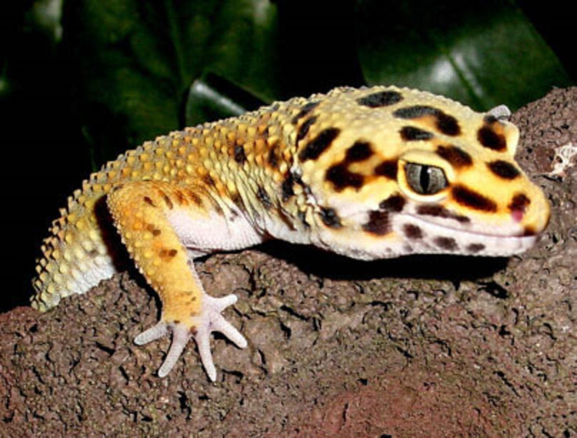 Leopard Gecko Wallpapers Top Free Leopard Gecko Backgrounds Wallpaperaccess