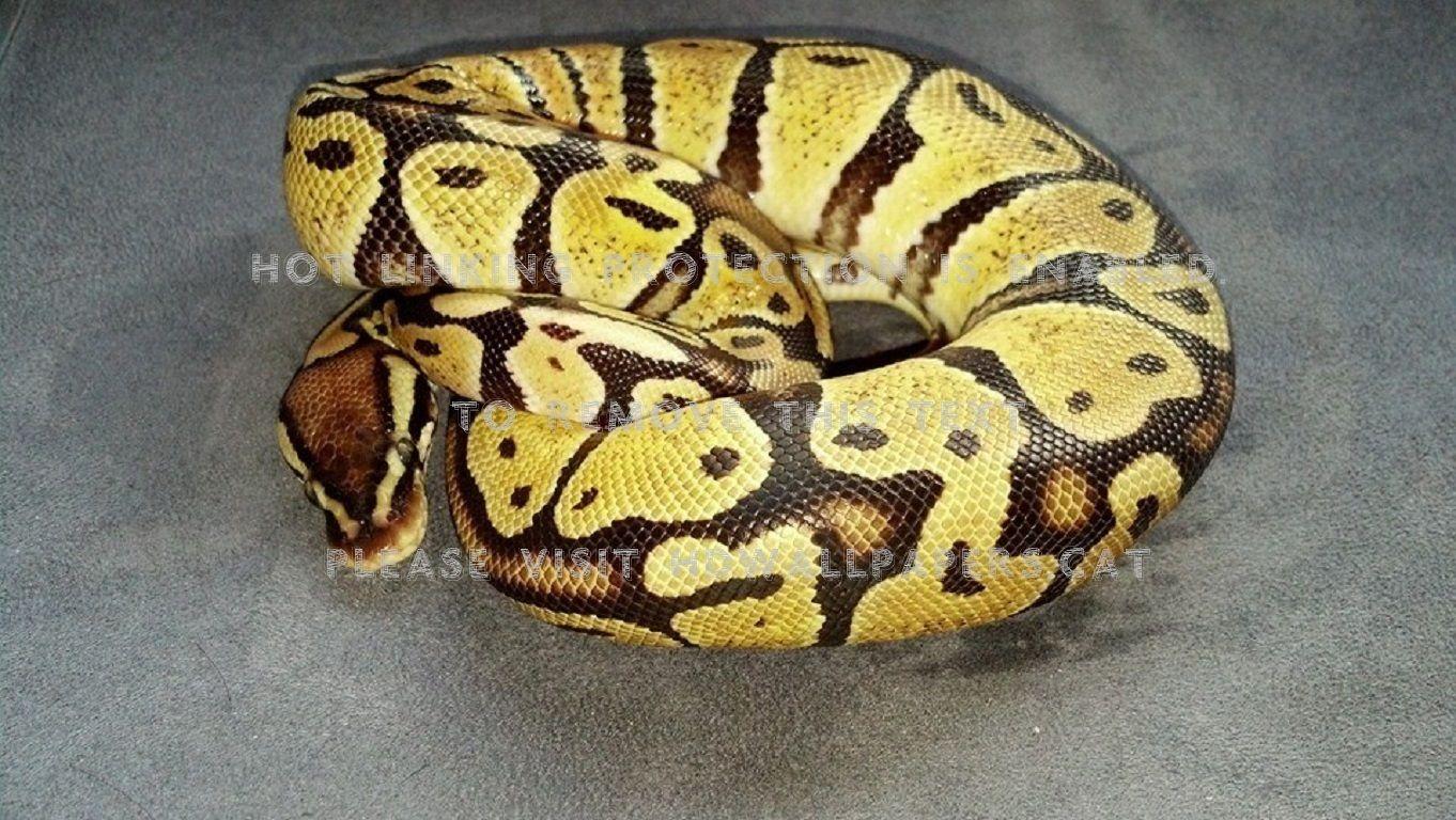 Ball Python Wallpapers - Top Free Ball Python Backgrounds - WallpaperAccess