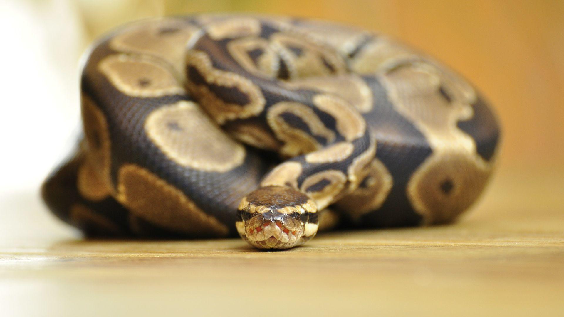 Ball Python Wallpapers Top Free Ball Python Backgrounds WallpaperAccess