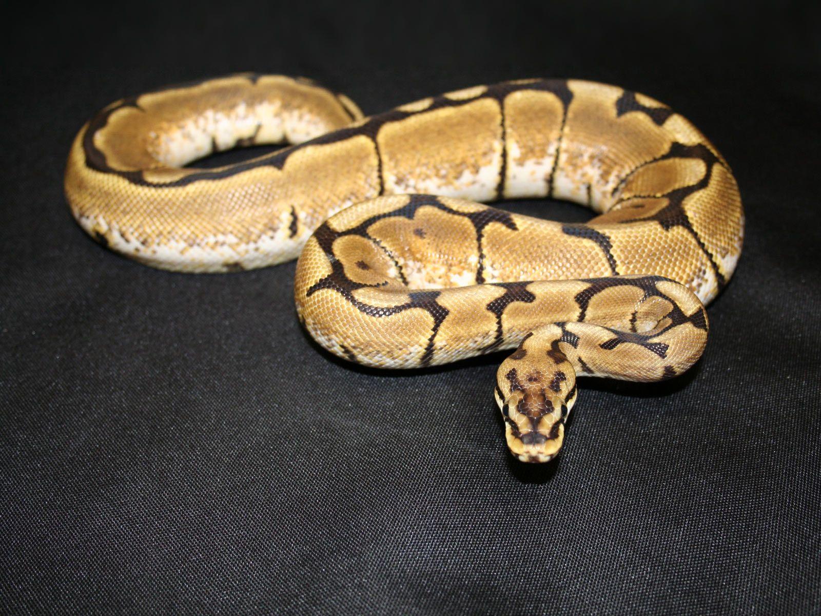 Ball Python Wallpapers - Top Free Ball Python Backgrounds - WallpaperAccess