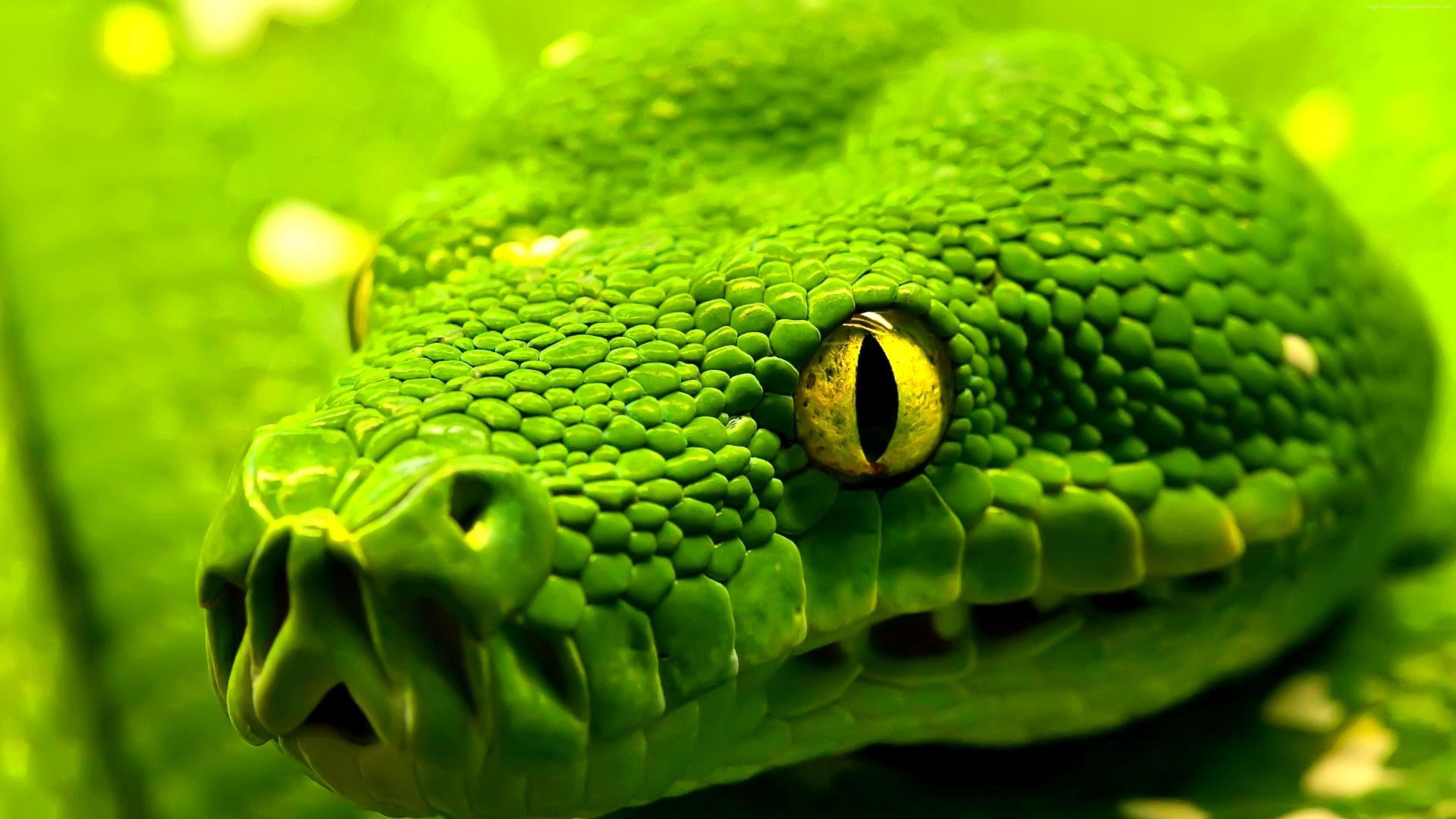 3840x2160 Wallpaper Snake, green, reptile, eyes, Animals Wallpaper Download