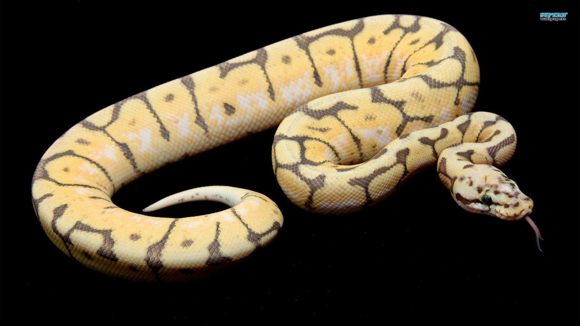 Ball Python Wallpapers - Top Free Ball Python Backgrounds - WallpaperAccess