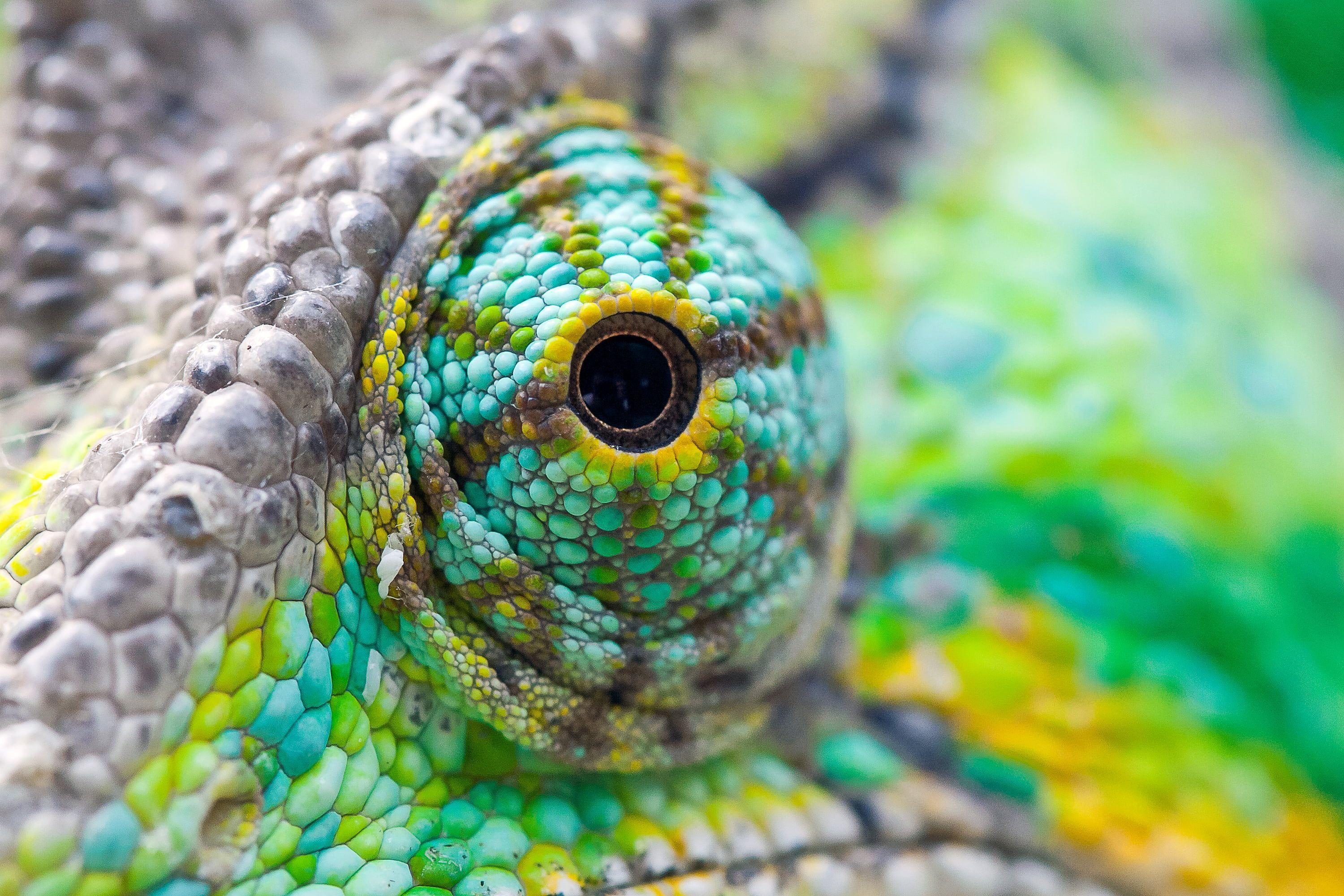 3000x2000 Reptile eye, crocodiles, eyes HD wallpaper
