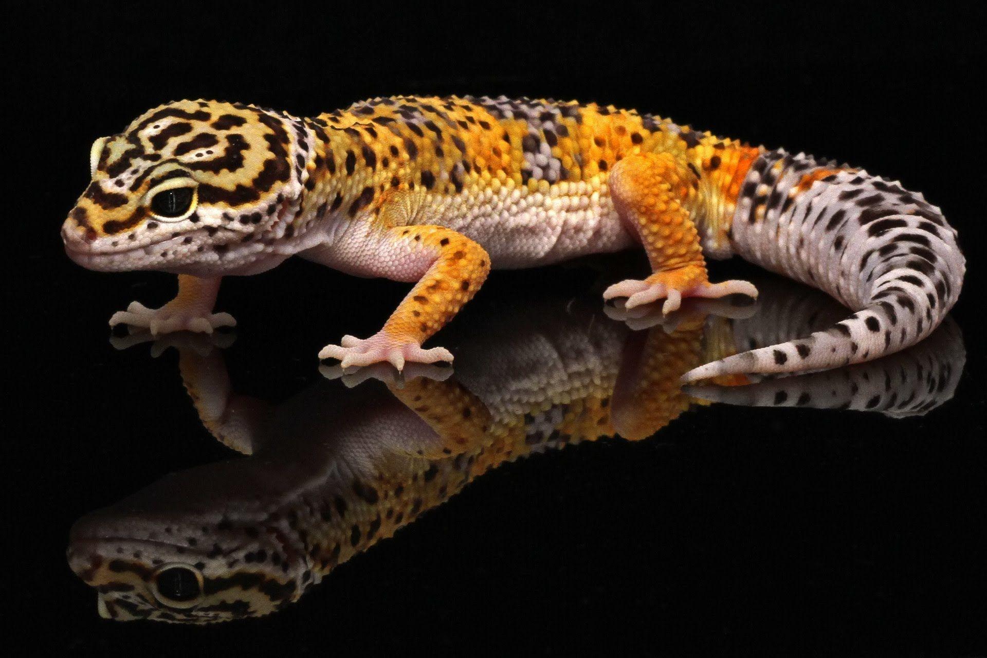 1920x1280 Free download 1920x1280px Leopard Gecko Wallpaper [1920x1280]