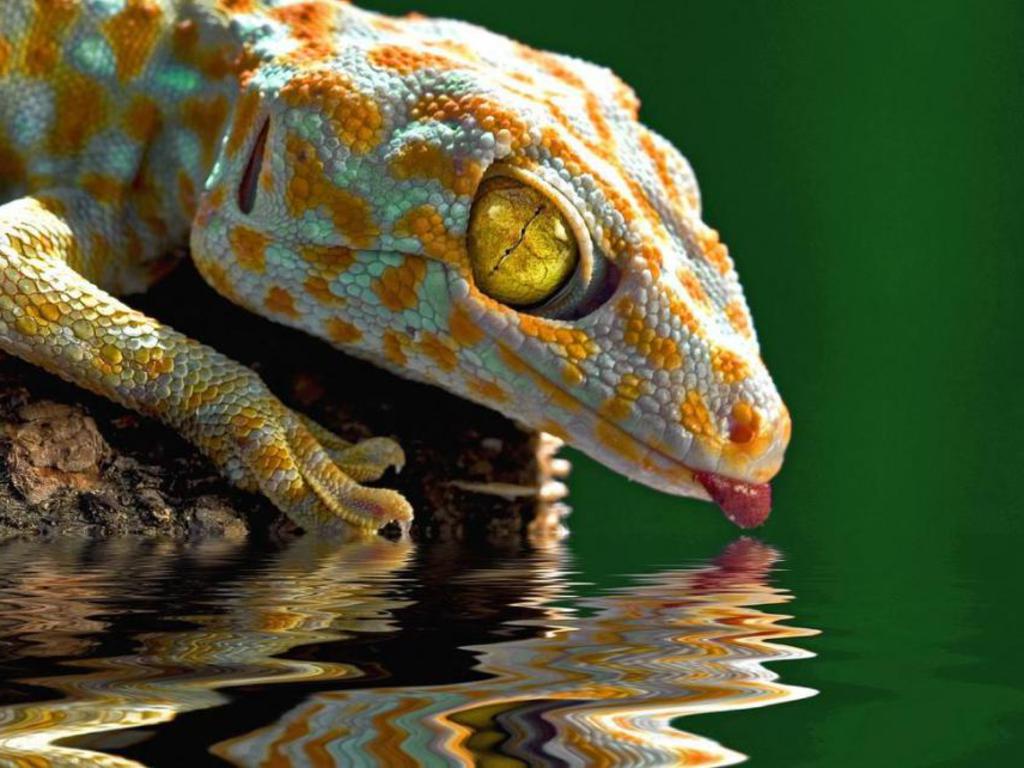 Leopard Gecko Wallpapers Top Free Leopard Gecko Backgrounds Wallpaperaccess