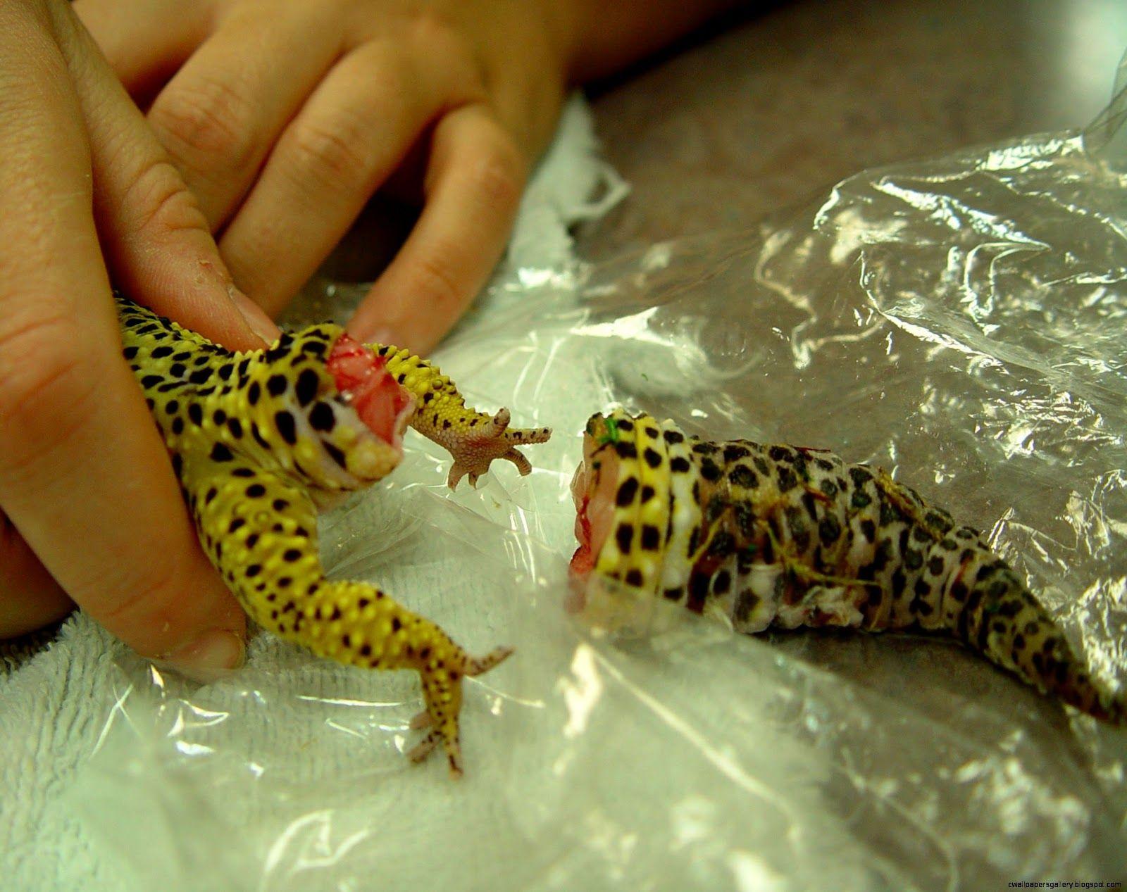 Leopard Gecko gecko lizard reptile spots HD wallpaper  Peakpx