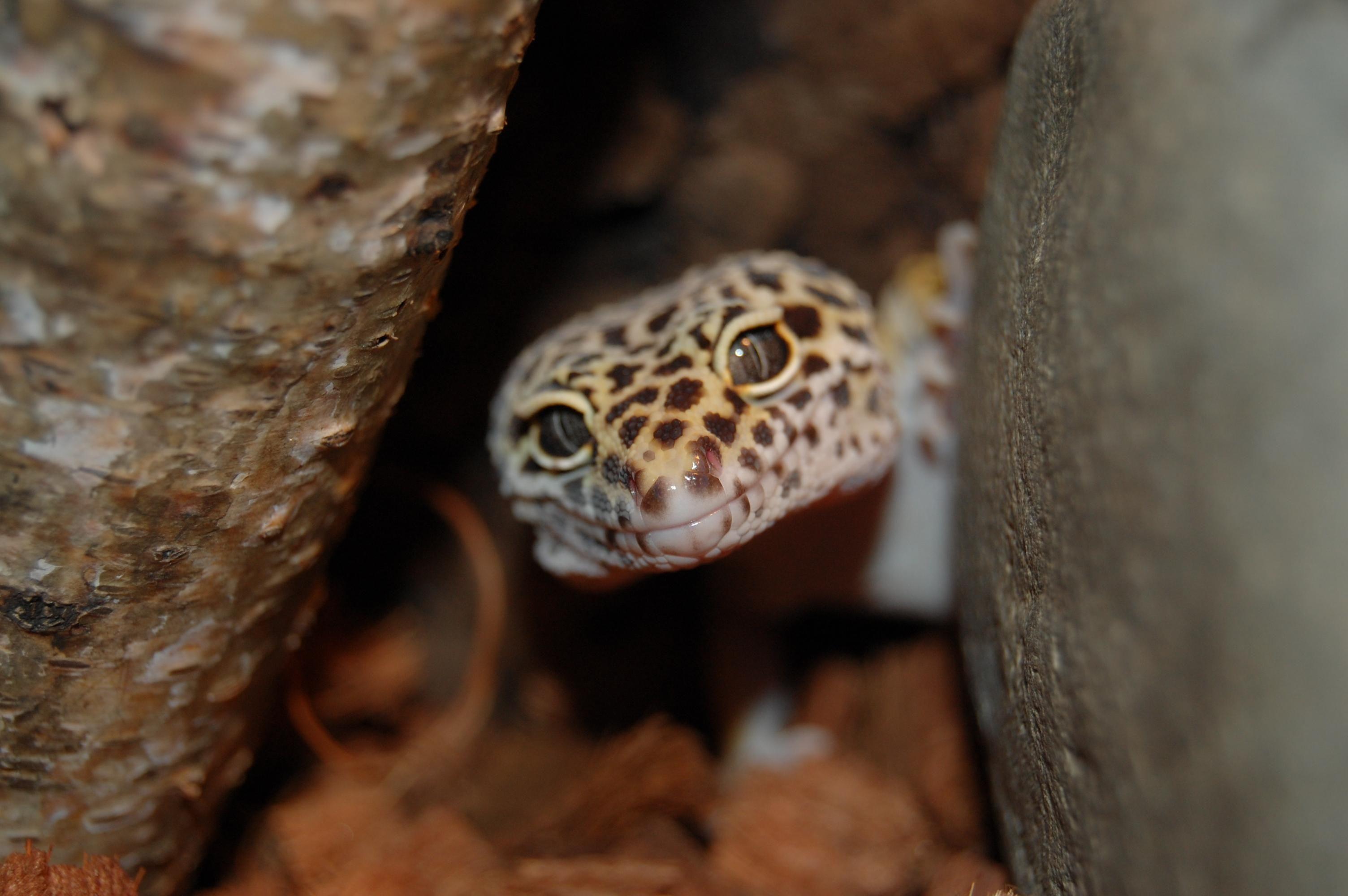 Leopard Gecko Wallpapers Top Free Leopard Gecko Backgrounds Wallpaperaccess