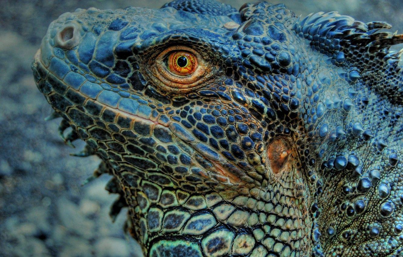 1332x850 Wallpaper eye, lizard, Iguana, skin, reptile, Indonesia, Bali Zoo