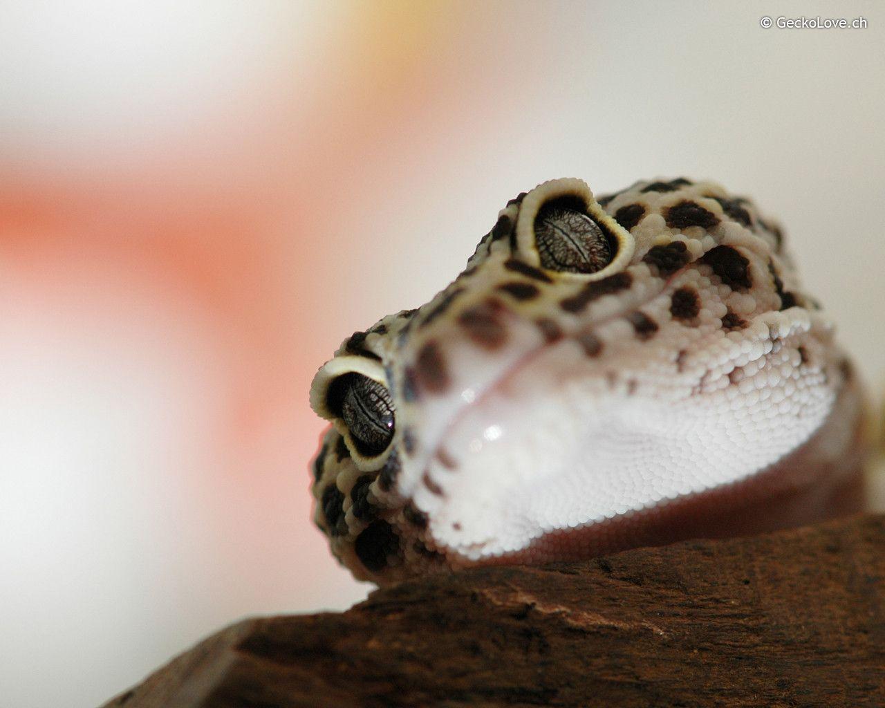 Leopard Gecko Wallpapers Top Free Leopard Gecko Backgrounds Wallpaperaccess