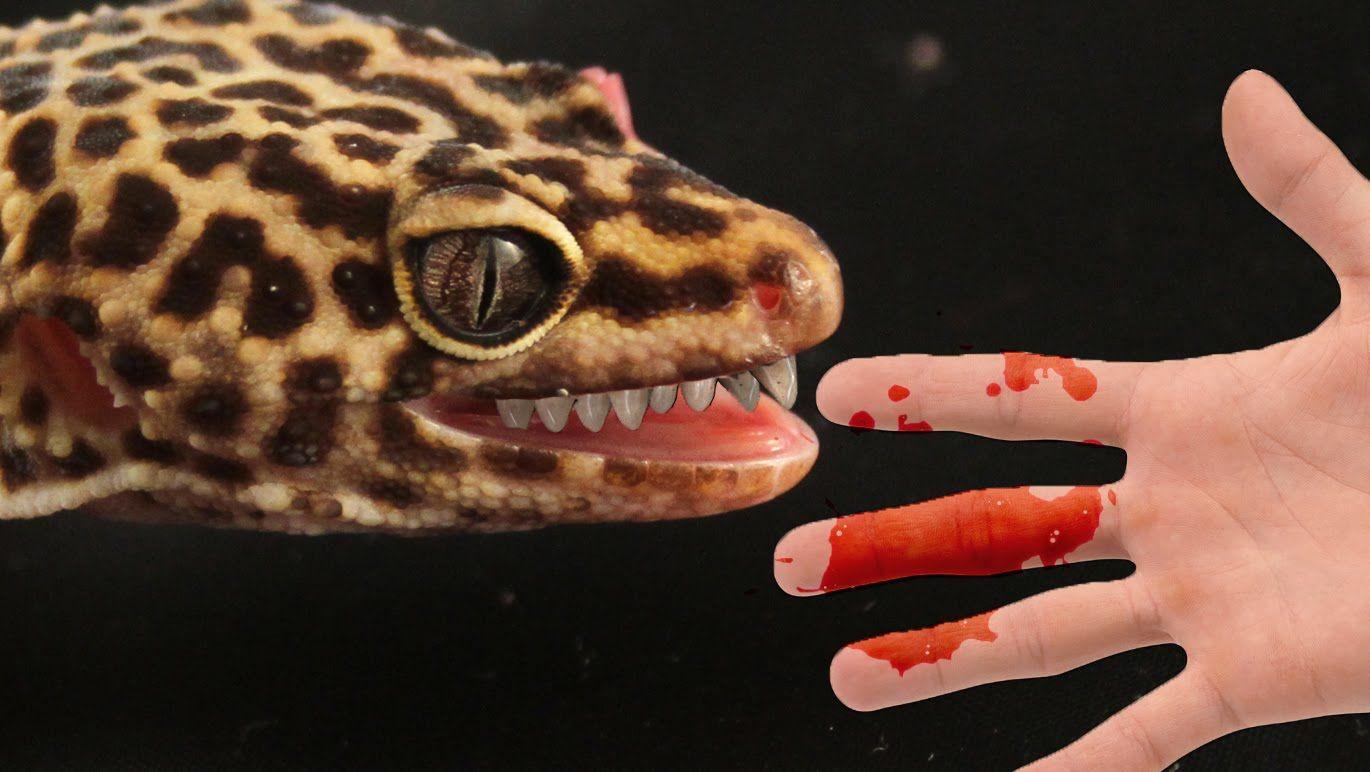 1370x772 Leopard Gecko wallpaper, Animal, HQ Leopard Gecko pictureK