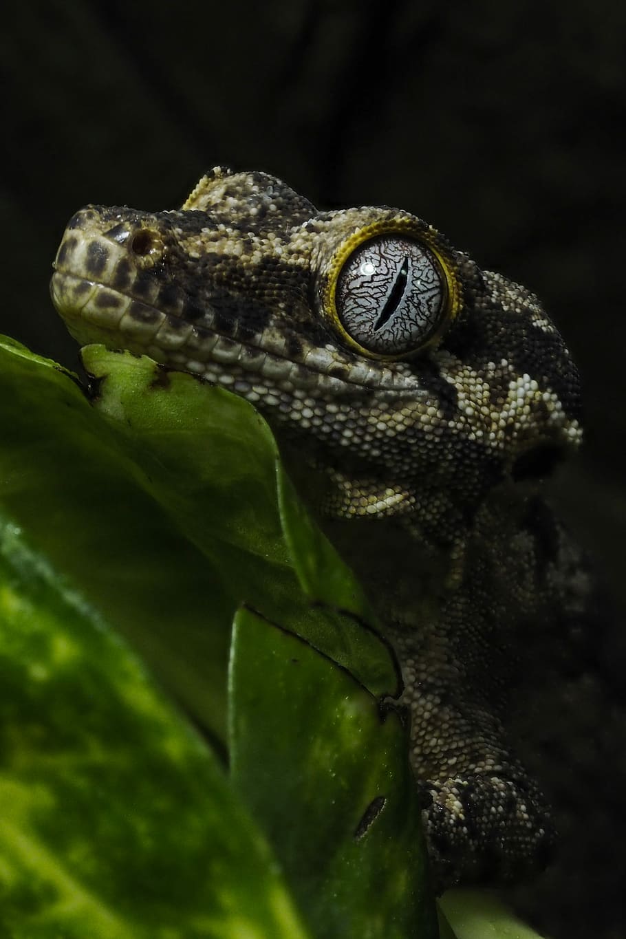 910x1365 HD wallpaper: Snek, selective focus photography of gecko, snake