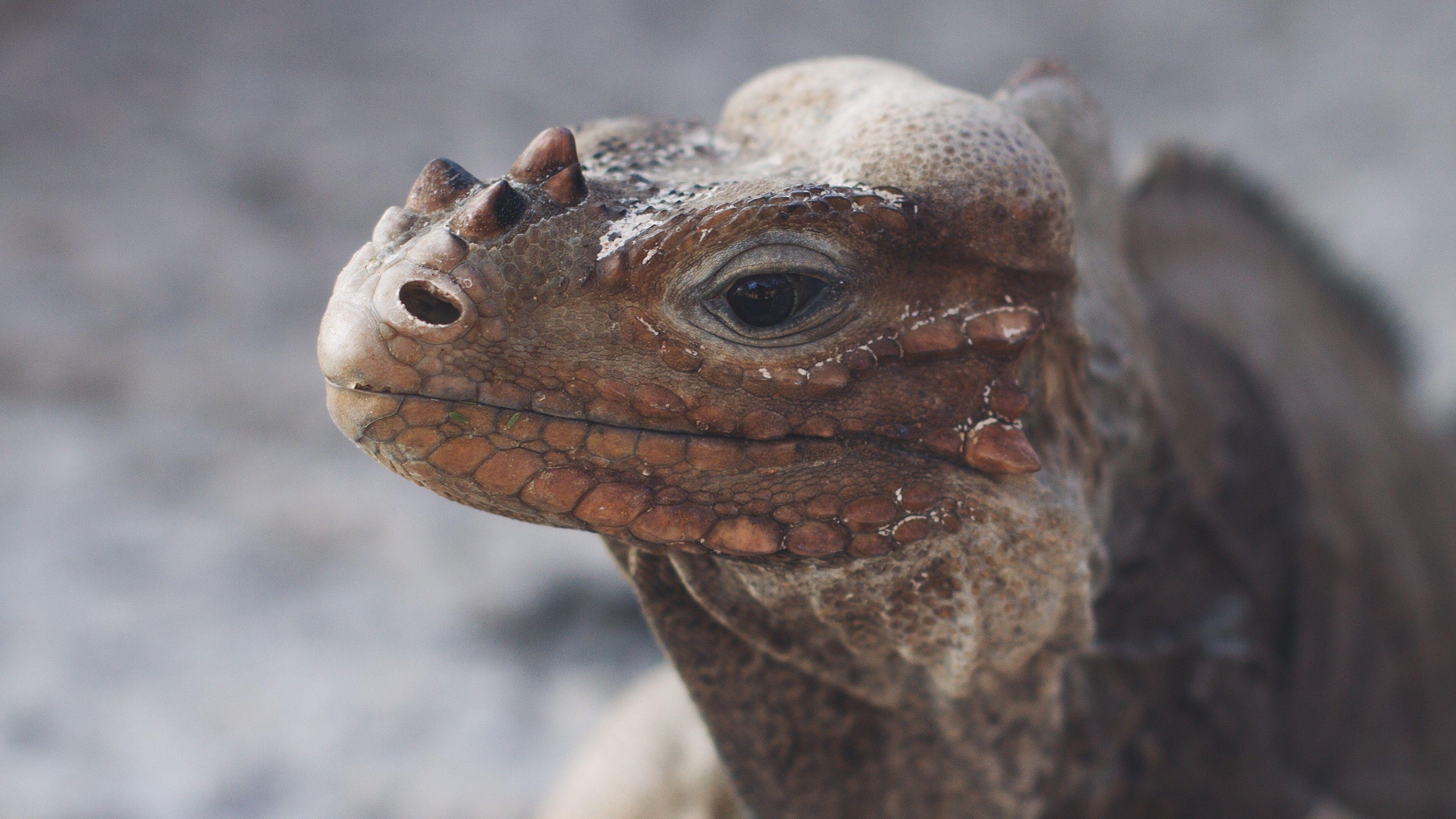 3839x2160 Reptile Wallpaper