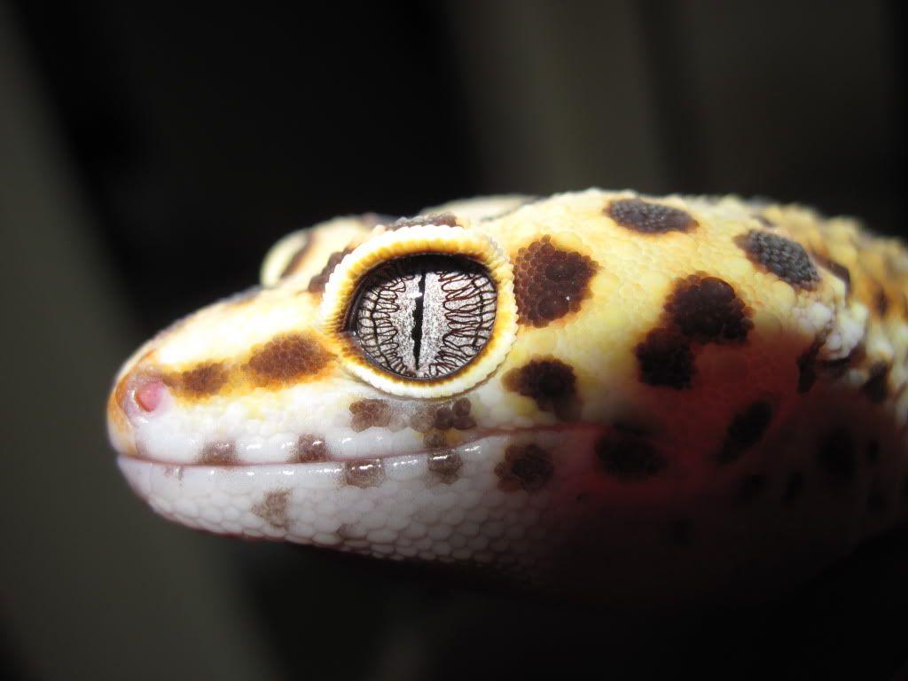 1024x768 Leopard Gecko Eye. Amazing Wallpaper 802 - Gecko Eyes Wallpaper