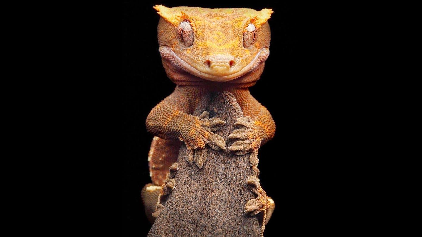 1600x900 More Like leopard gecko wallpaper